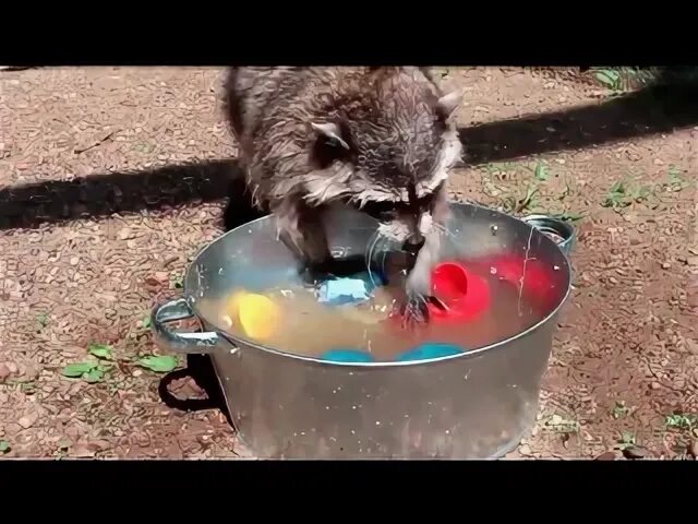 Енот моет сахарную вату