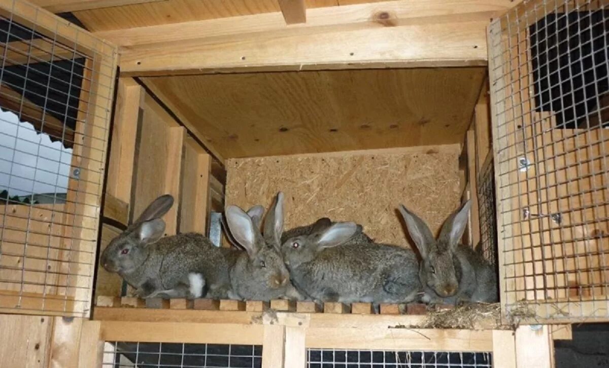 Клетка для кроликов. Кроликив крольчатрнике. Что можно маленьким кроликам