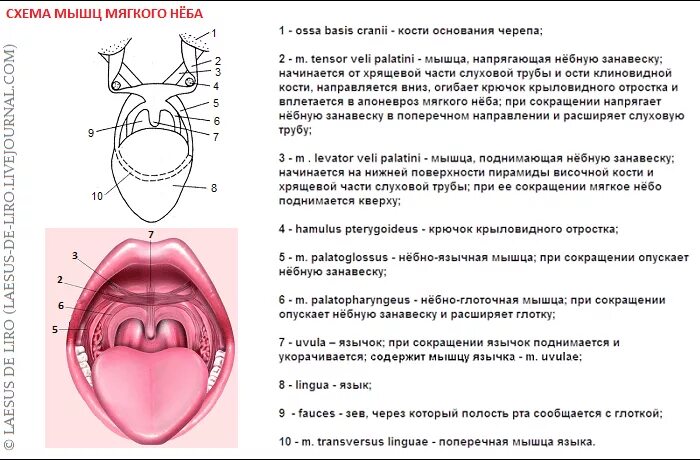 функция подвижности
