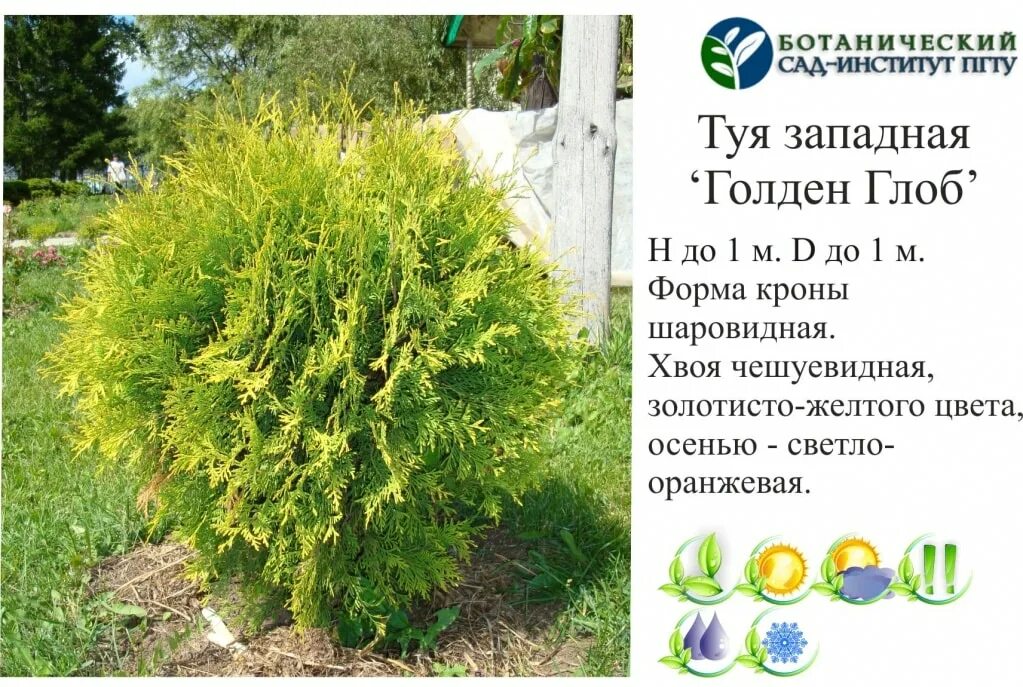 Туя западная Холмструп Thuja occidentalis Holmstrup - купить в Киеве и области, 