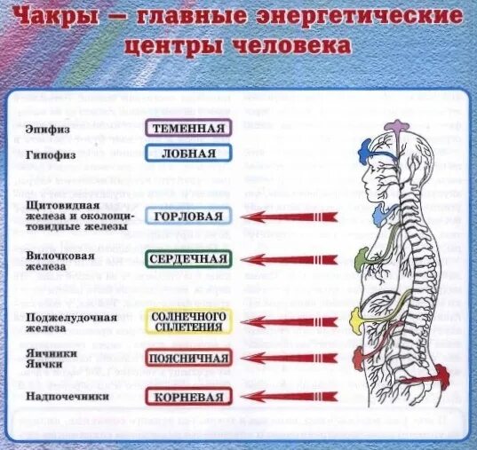 Связь органов человека. Чакры и железы внутренней секреции. Чакры и эндокринные железы. Гормональные железы и чакры. Чакры и железы связь.