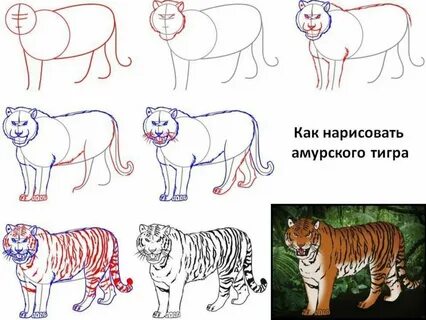 Амурский тигр рисунок - Фото и картинки