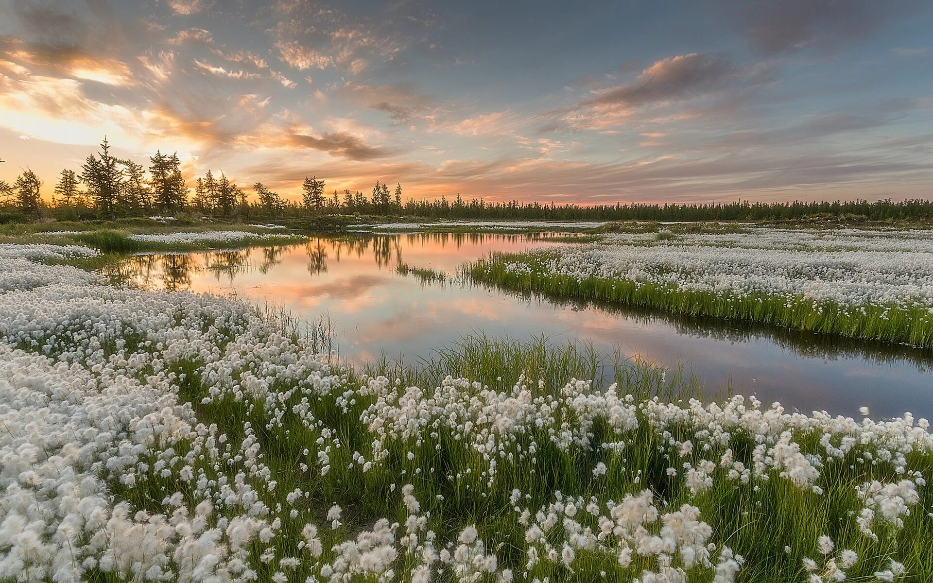 Озёра: торренс, эйр-норт. Глубина озера эйр норт в австралии. Сосновый бор болота. Осеннее озеро. В сухое время года это озеро распадается.