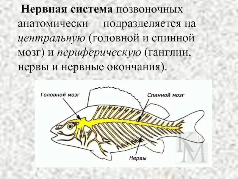 Центральная нервная система позвоночных животных. Нервная система позвоночных. нервная система позвоночных животных. строение нервной системы позвоночных. нервная система позвоночных схема.