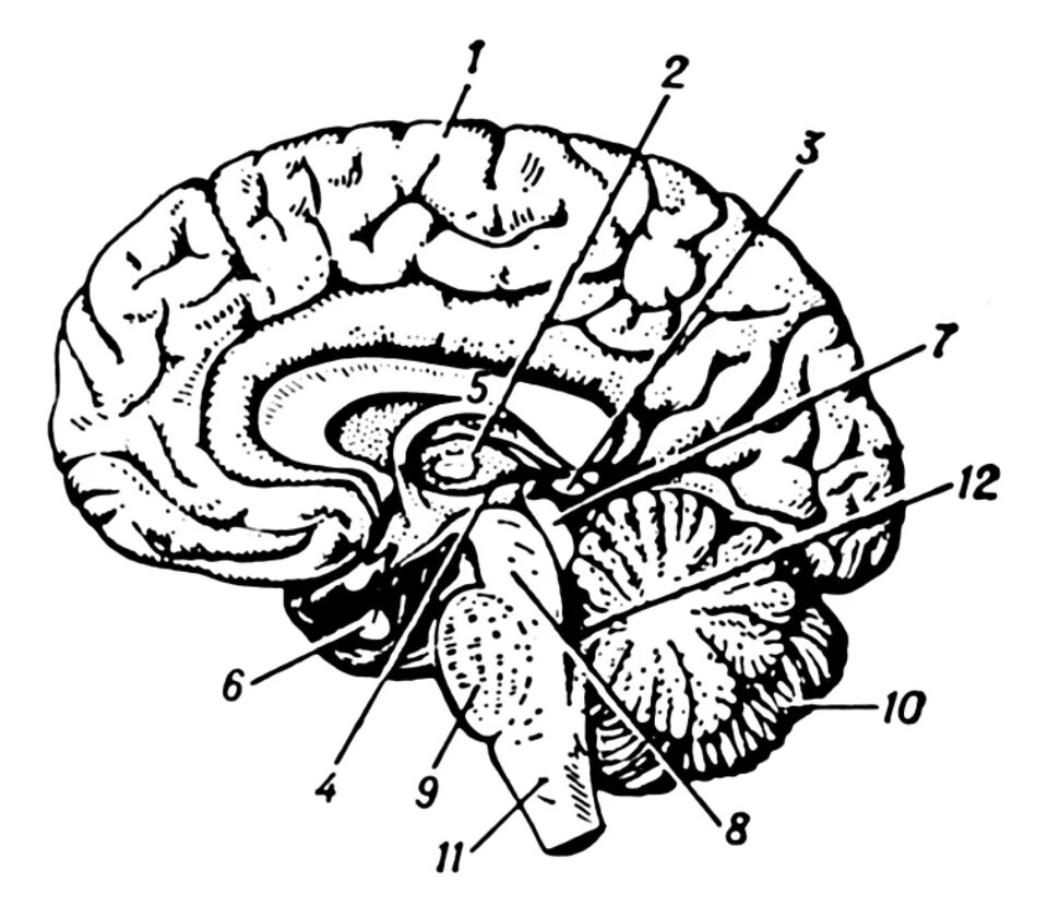 Рисунок мозга биология 8 класс. Головной мозг строение анатомия. Отделы головного мозга схема. Схема строения головного мозга человека. Строение головного мозга без подписей.