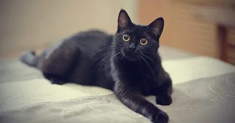 Ладно котенка