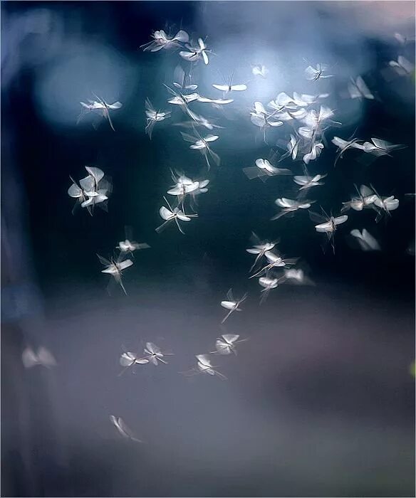 Ночная бабочка. Бабочки летают в лесу. Лети светясь. Светлячки летают. Птица солнца.