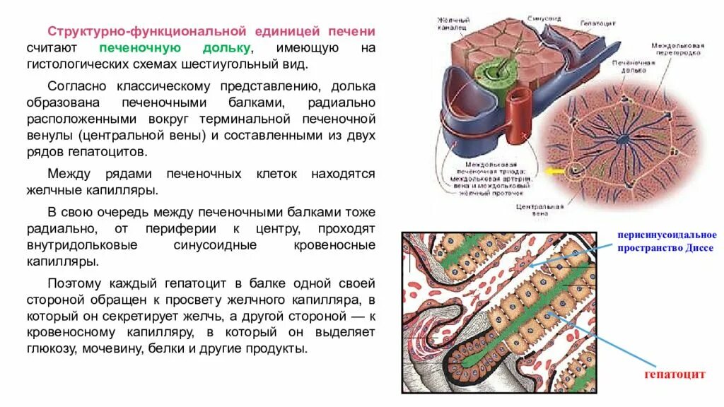 Функциональная единица печени. Структурно-функциональная единица печени. Строение структурно функциональной единицы печени. Структурно-функциональная единица печени гистология. Структурно-функциональная единица печени печеночная долька.