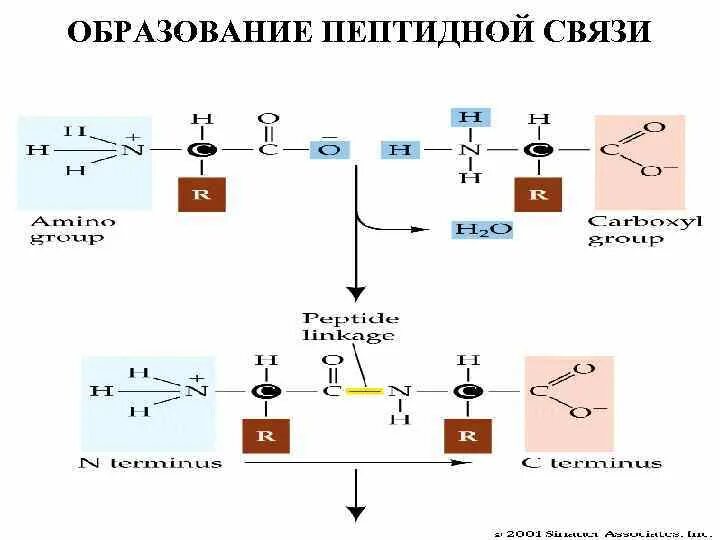 Образование первой пептидной связи. Пептидная связь химическая природа пептидной связи. Механизм образования пептидной связи в белках и пептидах. Схема пептидной связи. Схема образования пептида.