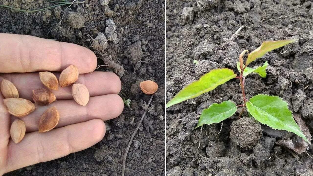 Можно ли из семечка яблока вырастить яблоню. Всход косточки яблони. Росток абрикосового дерева. Росток абрикоса из косточки. Прорастание косточки абрикоса.