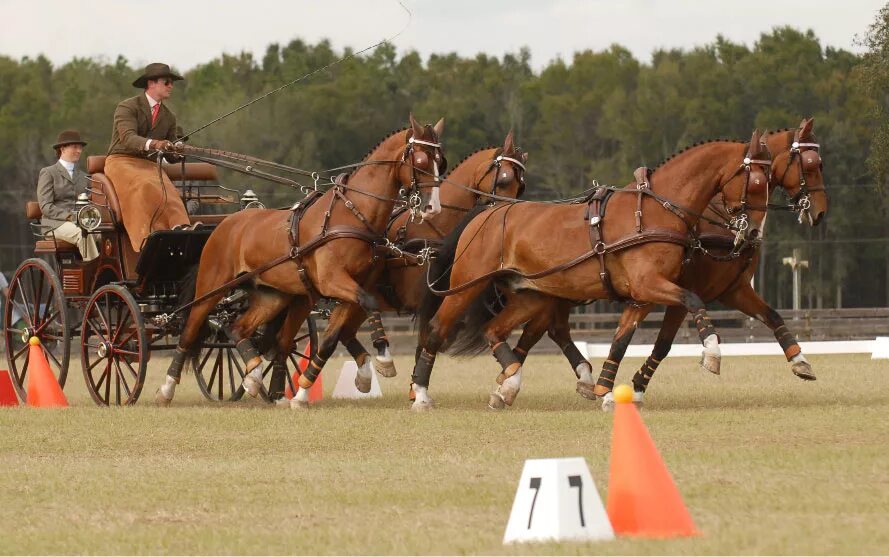 Driving horse. Конный драйвинг. Драйвинг конный спорт. Конный драйвинг дрессаж. Конный драйвинг паркур.