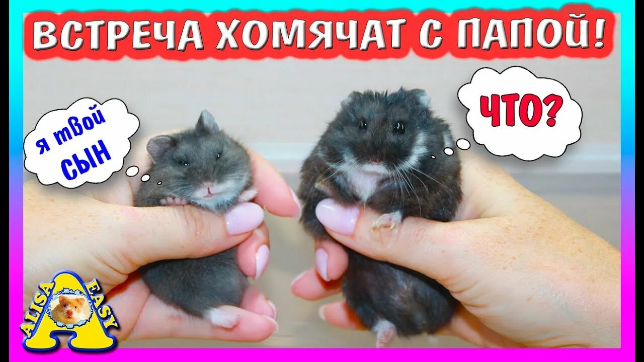 Алиса ИЗИ петс. Алиса ИЗИ Pets хомячата. Alisa easy Pets фото. Алиса ИЗИ петс живой корм напугал хомяка. Изи петс