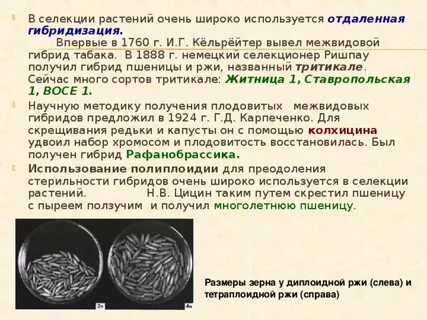 При селекции применялся метод полиплоидизации