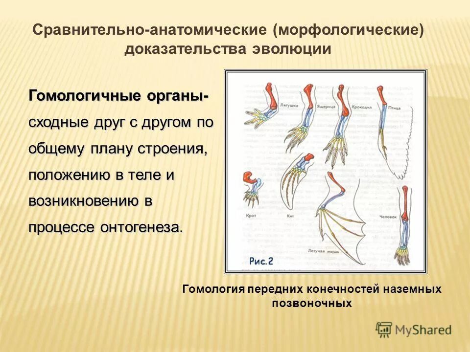 Сравнительно анатомические доказательства эволюции это