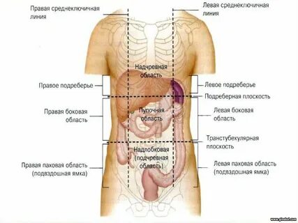 Почему болит левая сторона живота у девушки