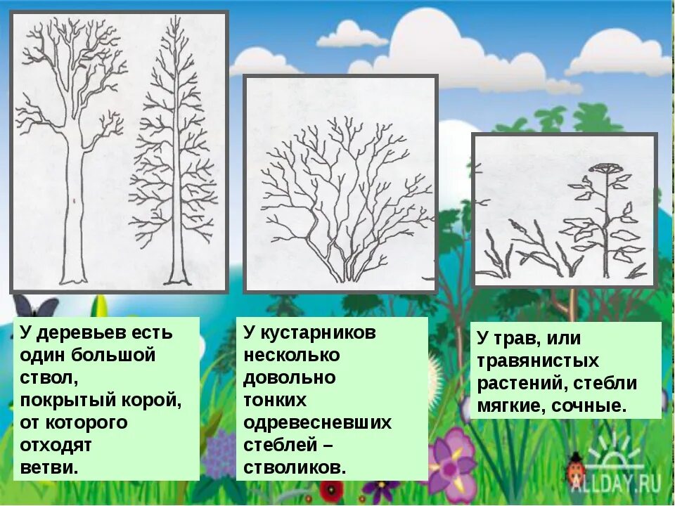 Как отличить куст. Занятие деревья и кустарники. Деревья и кустарники задания. Тема кустарники для дошкольников. Деревья и кустарники для дошкольников.