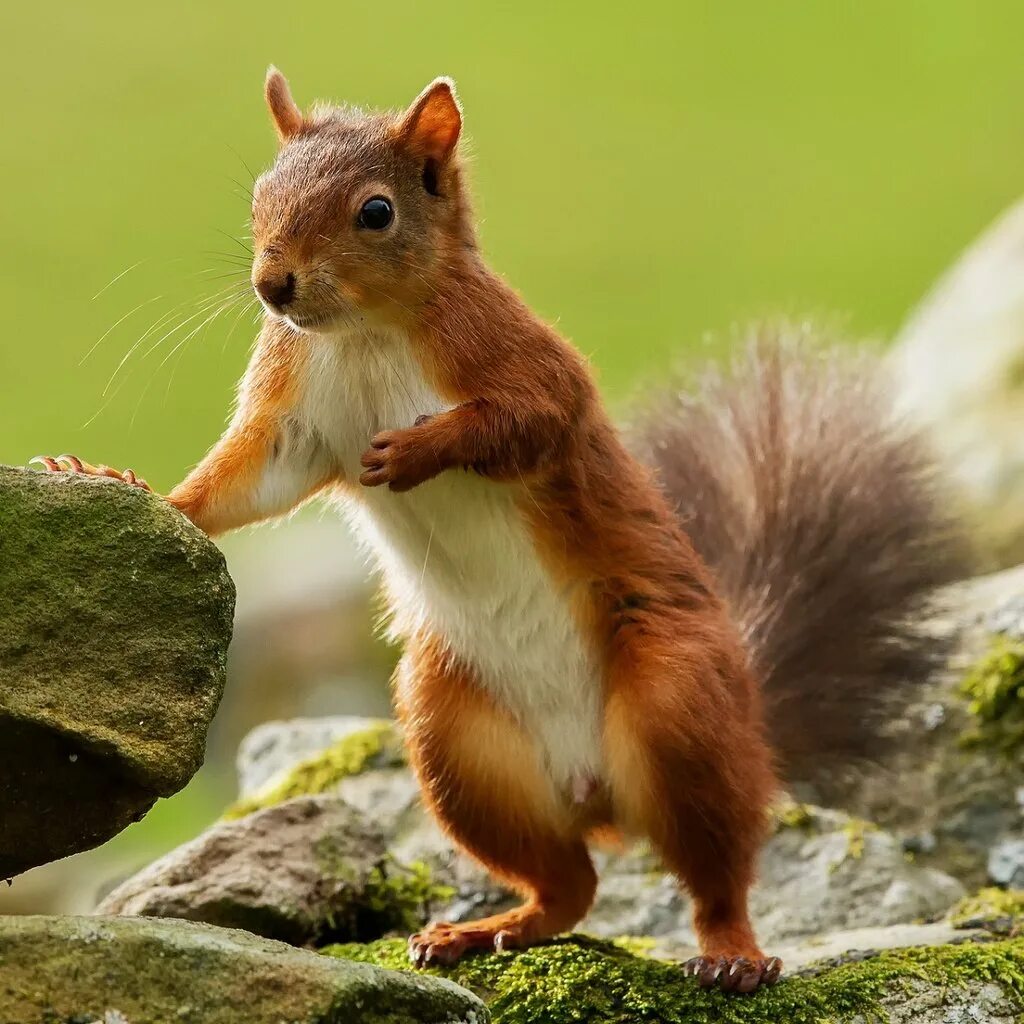 Белка мужского рода. Белка мужского рода. Белка самец. Самец белки. Как называют белку самца.