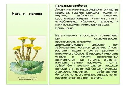Мать и мачеха диаграмма цветка