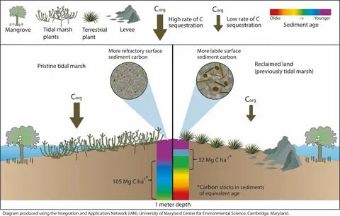 Science of the total environment