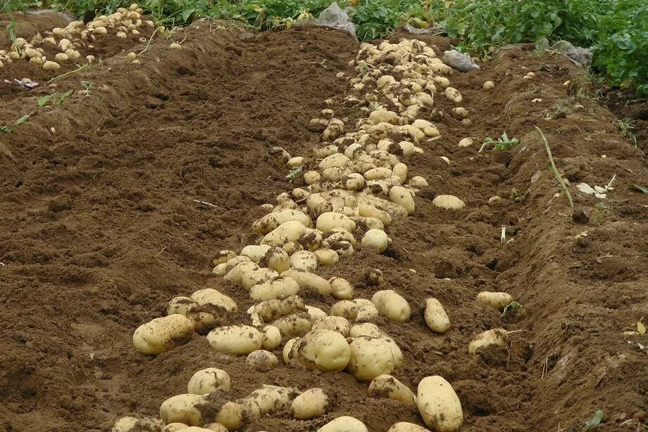 Чем удобрить землю перед посадкой картофеля. Удобрение для картофеля. Картофель и удобрения на поле. Борозда для картофеля. Борозды картофеля удобрения.