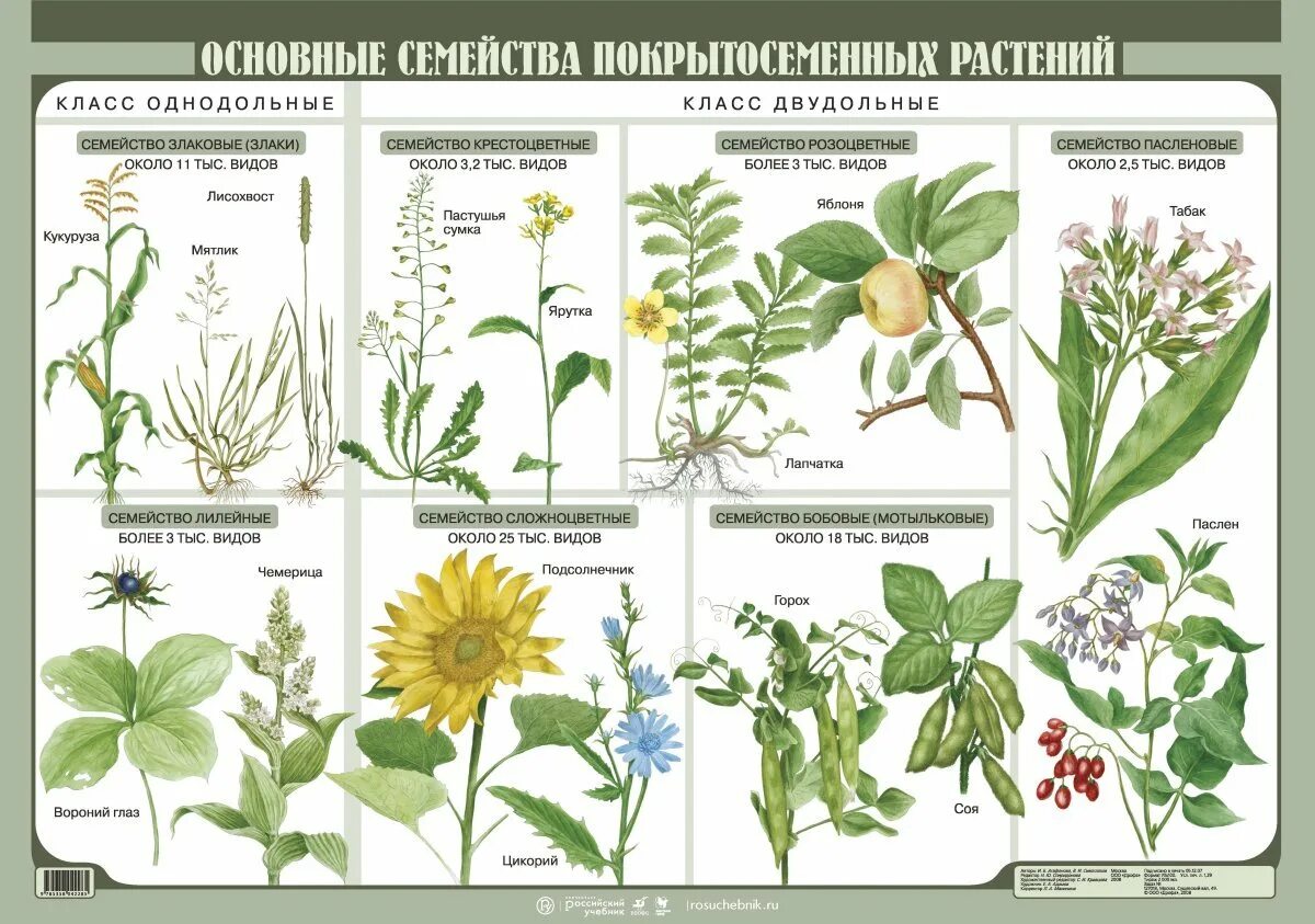 3 видовых названия