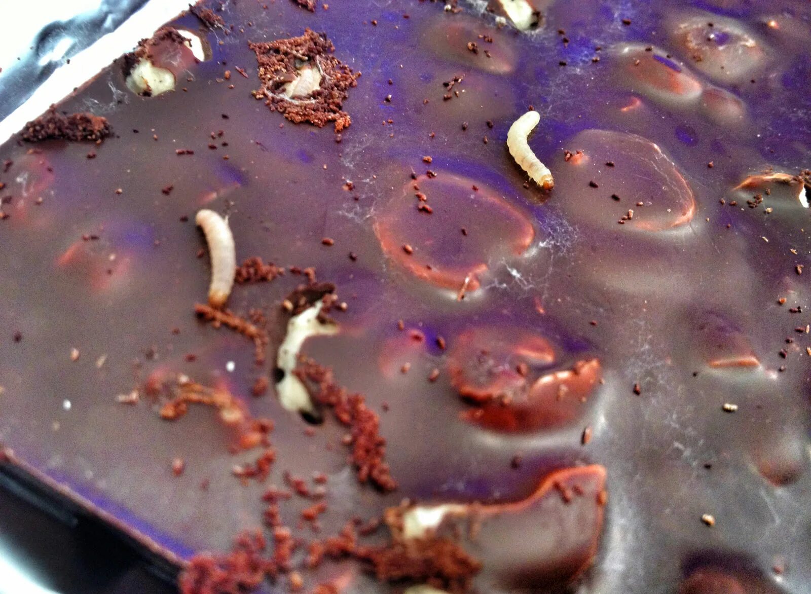 испорченный шоколад. огневка моль пищевая. шоколадный моле. шоколадный моле. насекомые в крупах с крыльями.