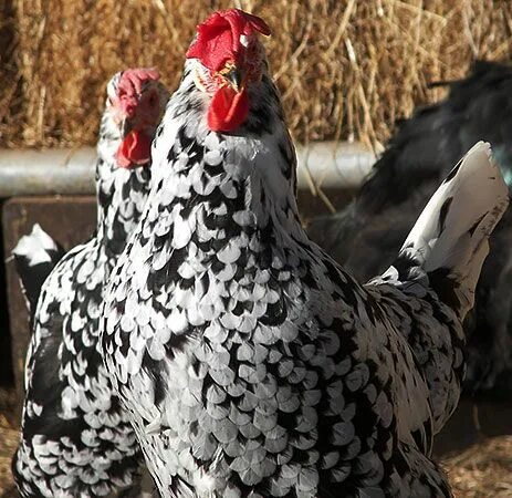 Куры леггорн: характеристика и описание породы, особенности разведения и содержа