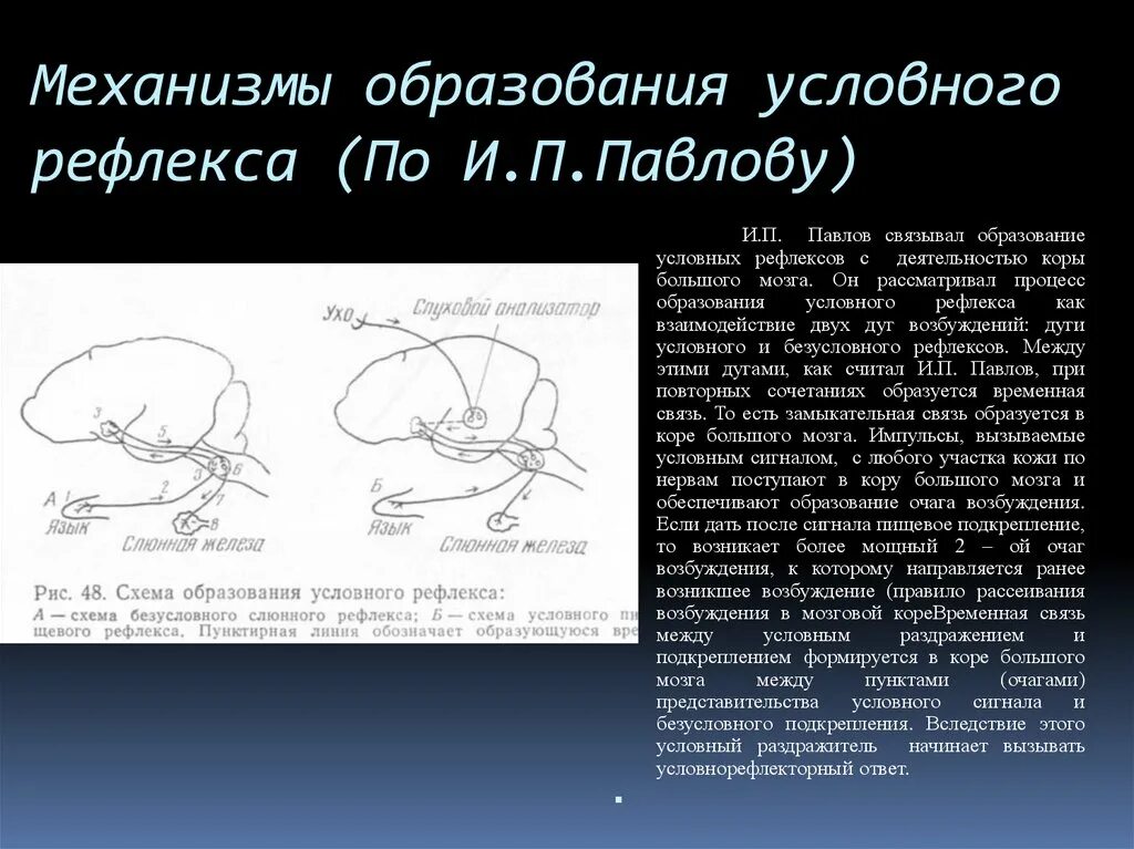 Временная связь рефлекс рефлекс. Образование условного рефлекса по Павлову. Механизм образования условного рефлекса по и.п Павлову. Механизм образования условных рефлексов физиология. Механизм формирования рефлекса по Павлову.