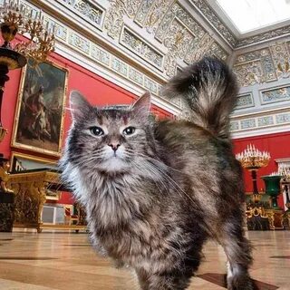 Домашние животные спб