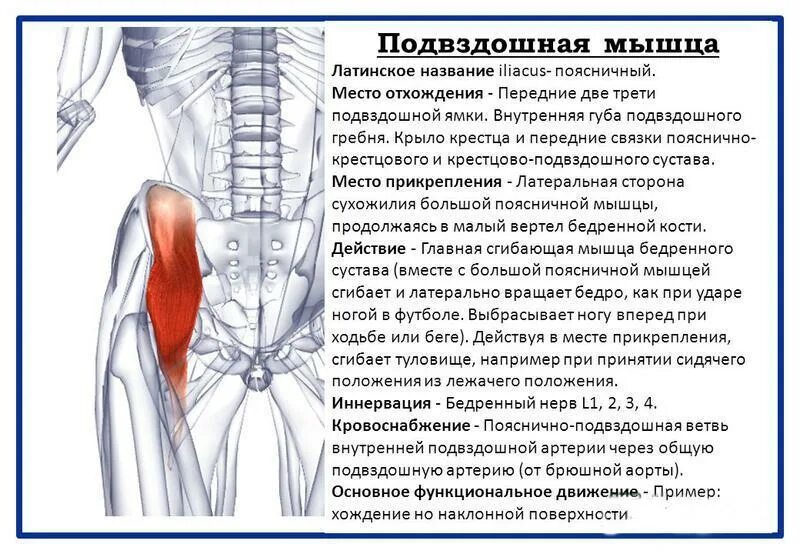 Области можно. Подвздошно-поясничная мышца иннервация. Подвздошно поясничная мышца поясницы функции. Подвздошно поясничная мышца бедра функции. Подвздошно поясничная мышца триггеры.