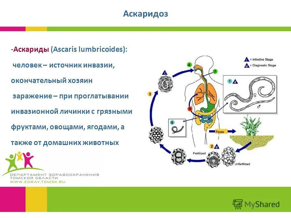 Аскарида человеческая основной и промежуточный хозяин. Цикл развития аскариды промежуточный хозяин. Заражение человеческой аскариды путь заражения. Схема заражения аскаридозом. Промежуточный хозяин аскариды человеческой.