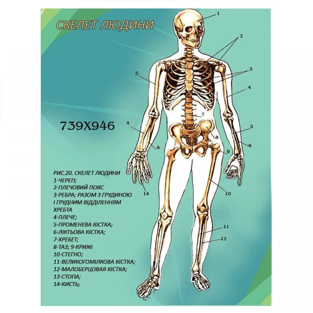 Скелет с названиями костей. Скелет человека с названием костей. Картинки скелет человека с описанием. Кости скелета названия.