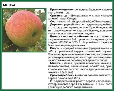 Яблоня мельба описание характеристики отзывы фото