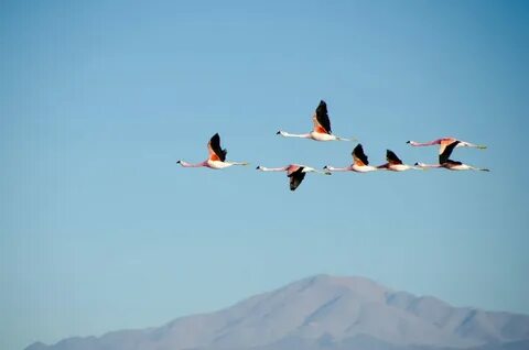 Birds flying high you know