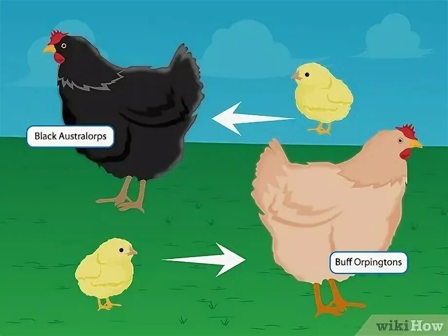 Эволюция бройлеров. Эволюция цыплёнка бройлера. Эволюция курицы бройлера. Порода росс 308 куры бройлеры. Цыпленок вырос.