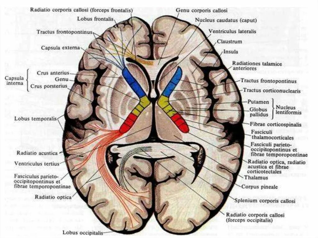 Горизонтальный срез мозга базальные ядра. Базальные ядра полушарий белое вещество головного мозга. Базальные ядра горизонтальный срез. Конечный мозг. Базальные ядра. Внутренняя капсула.. Изменение в базальных отделах