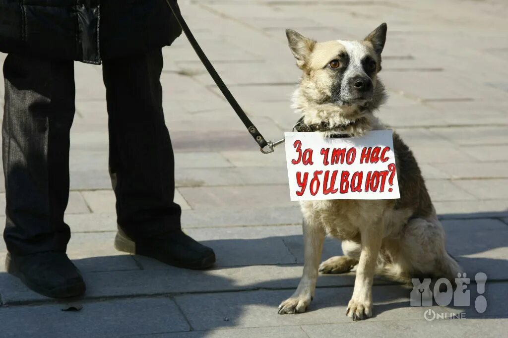 Московское общество защиты животных. Защита животных. собака эколог. агент по защите животных. общественная организация защита животных.
