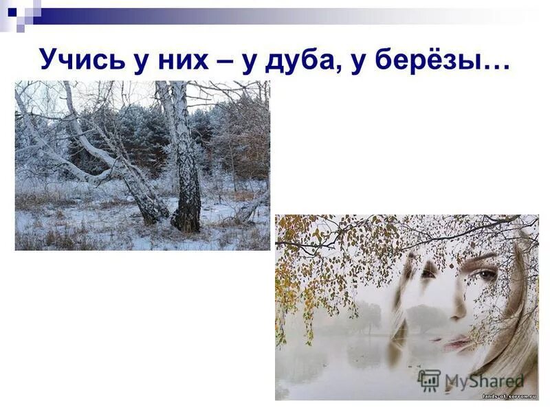 Определите тему стихотворения учись у них. Учись у них у дуба у березы фет. у дуба у березы фет. фет учись у дуба. стих учись у них.