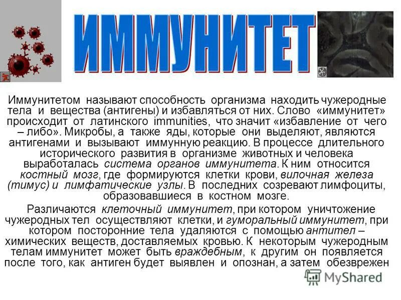 Иммунитет называется. Иммунитет это способность организма. иммунитет доклад. иммунитетом называется способность организма. иммунитет слово.