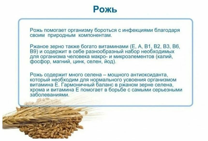 Чем полезен ячмень. Рожь полезные свойства. Полезные свойства пшеницы. Полезные свойства ржи. Характеристика ржи.