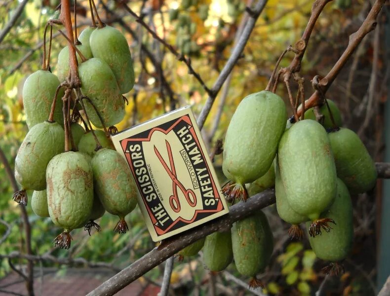 актинидия плоды