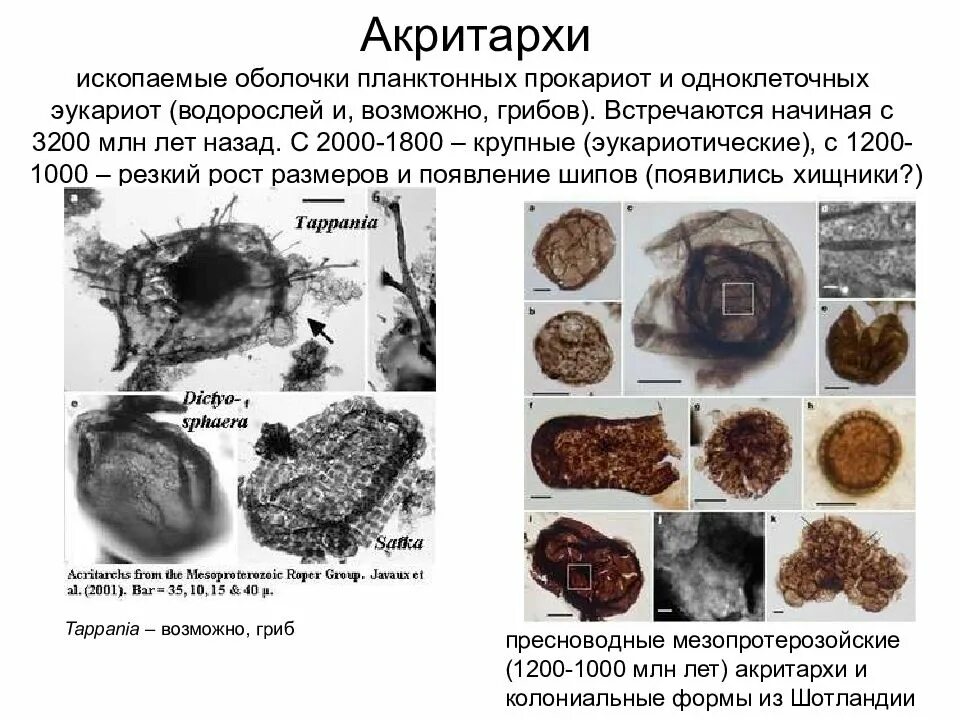 Возникновение эукариот архейская эра. Прокариоты. В какую историческую эру появились прокариоты. Археи термофилы. Археи строение клетки.