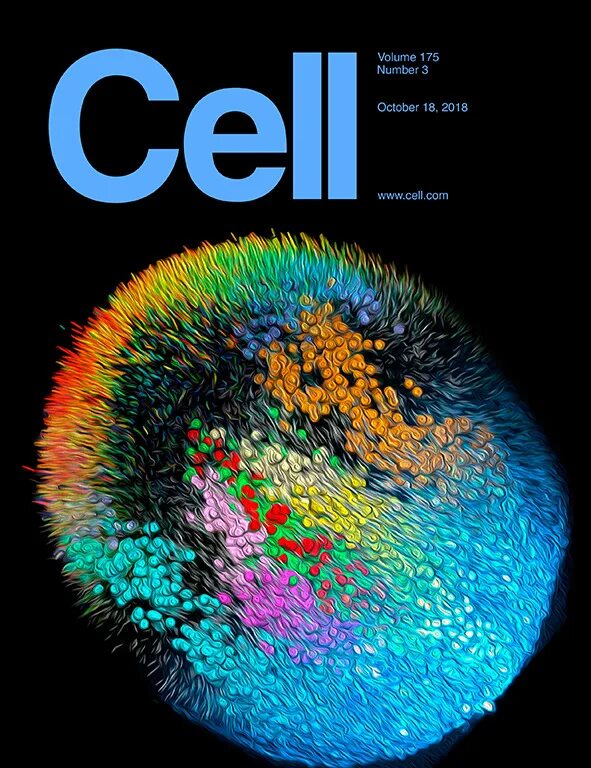 Issue f. Cell (журнал). Cell Journal. Cell журнал обложка Араки.