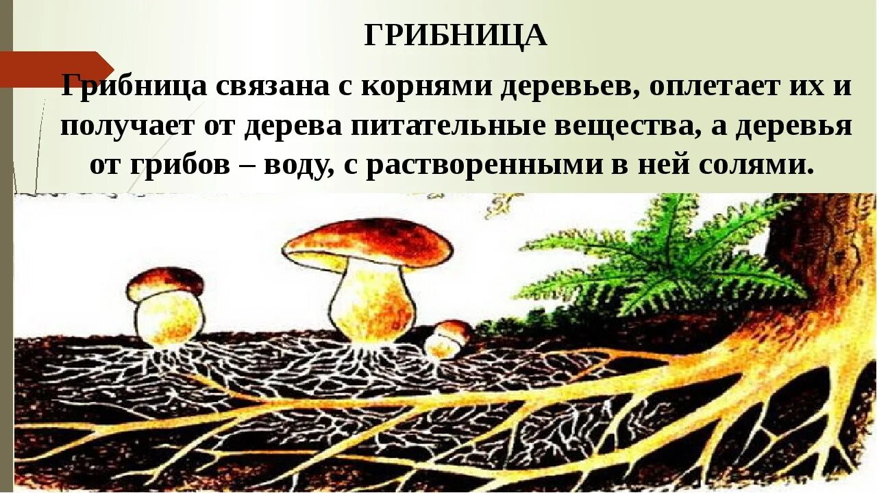 Корни грибов как называется. Шляпочные грибы микориза. Грибница гриба. Симбиоз грибницы с корнем дерева. Симбиоз грибов с высшими растениями.