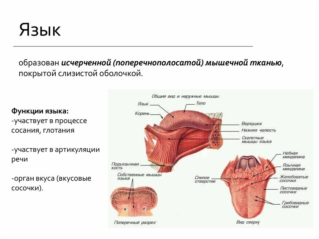 Части языка человека. Язык строение и функции таблица. Язык строение и функции анатомия.