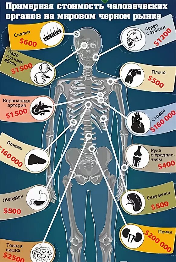 Сколько стоят органы человека. Сколько стоит человек. Стоимость человеческих органов на черном рынке. Сколькоисьоят органы человека.