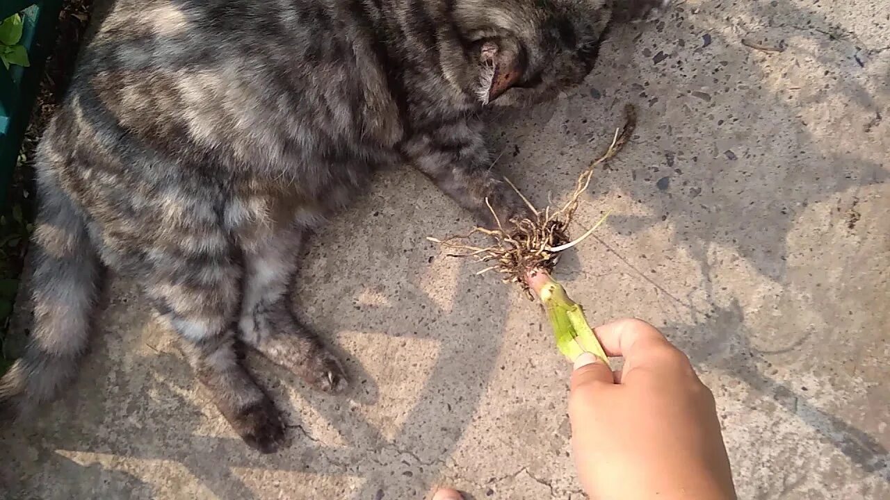 Почему кошки валерьянку. Кошки любят валерьянку. Реакция котов на валерьянку. Кошка после валерьянки.