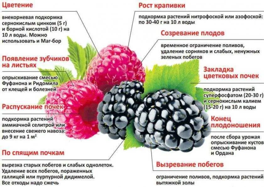 При какой температуре открывать ежевику