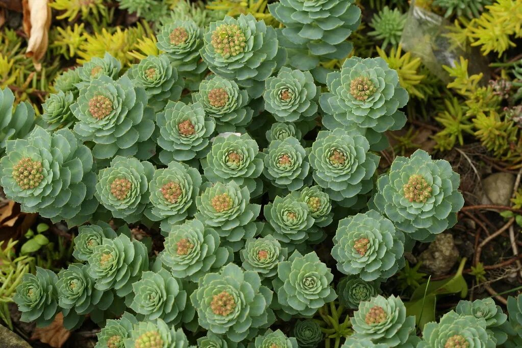 Родиола розовая Rhodiola rosea. Родиола розовая Суккуленты. Многолетник радиола Сахалинская. Sedum rupestre Angelina.