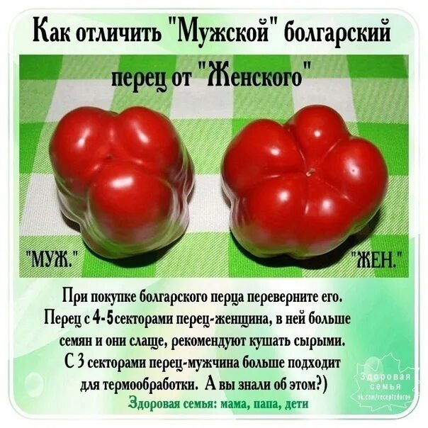 Как отличить перец. Как отличить болгарский перец. Болгарский перец мужской и женский как отличить. Перец болгарский женский и мужской. Сладкий перец мужской и женский.